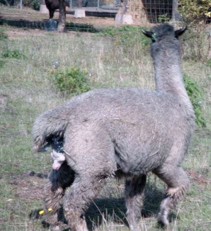 birth-alpaca.jpg