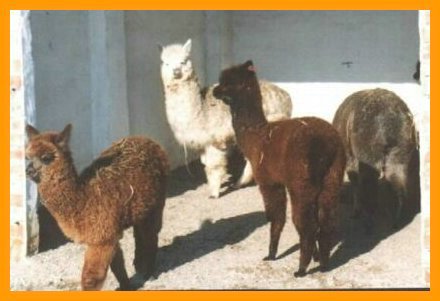 cria-Alpakas-foto.jpg