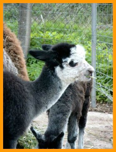 cria-alpaca-grey.jpg