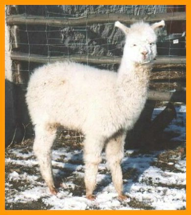 cria-alpaca-ws.jpg