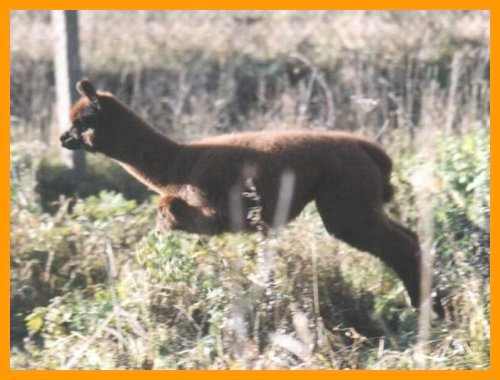 cria-jump.jpg