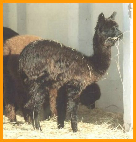 cria-suri-alpaca.jpg