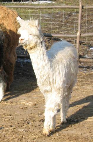 cria-suri-ws.jpg