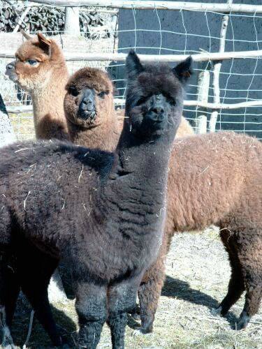 crias-3-alpacas.jpg