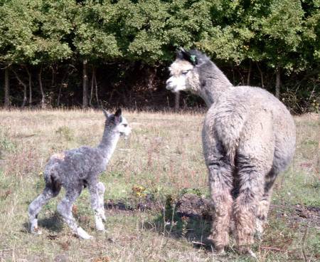 firstwalk-alpacas.jpg