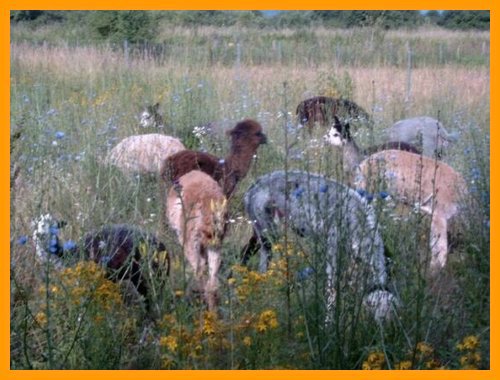 flower-alpacas.jpg