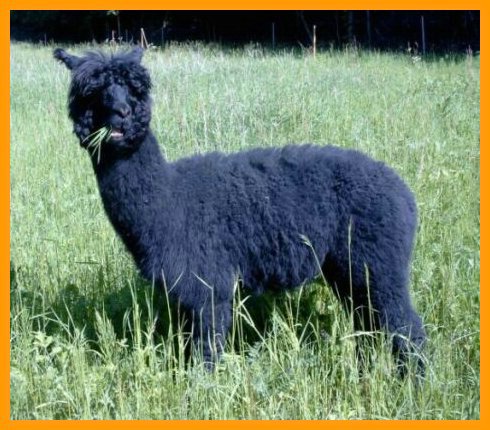 huacaya-alpaca-macho.jpg