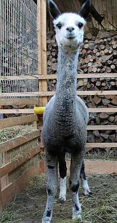 Grey male alpaca