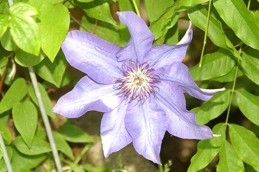 clematis bluete.jpg