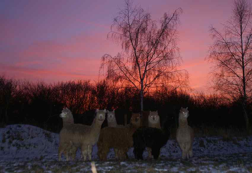 himmel-alpakas.jpg