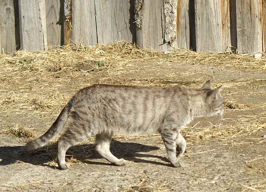 katze auf der jagd.jpg