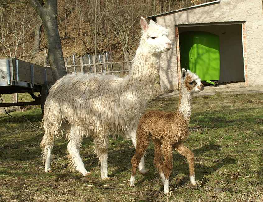 suri cria oro con mama alpaca.jpg