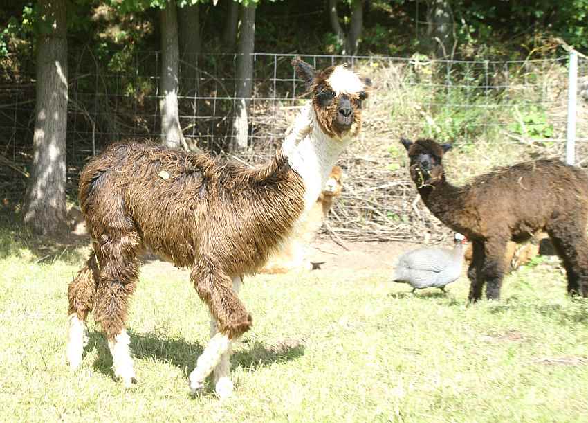 suri-alpaka-cria-macho-schwarz.jpg