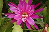 Pinky-epiphyllum.jpg