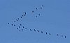 formation kraniche flug.jpg