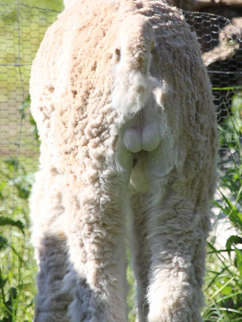 SF Diabolo-backshot.jpg