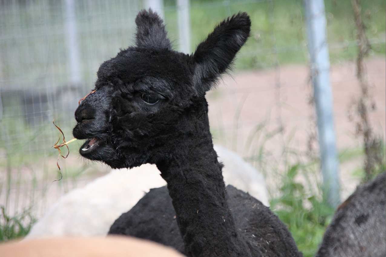 SF-MIB alpaca head.jpg