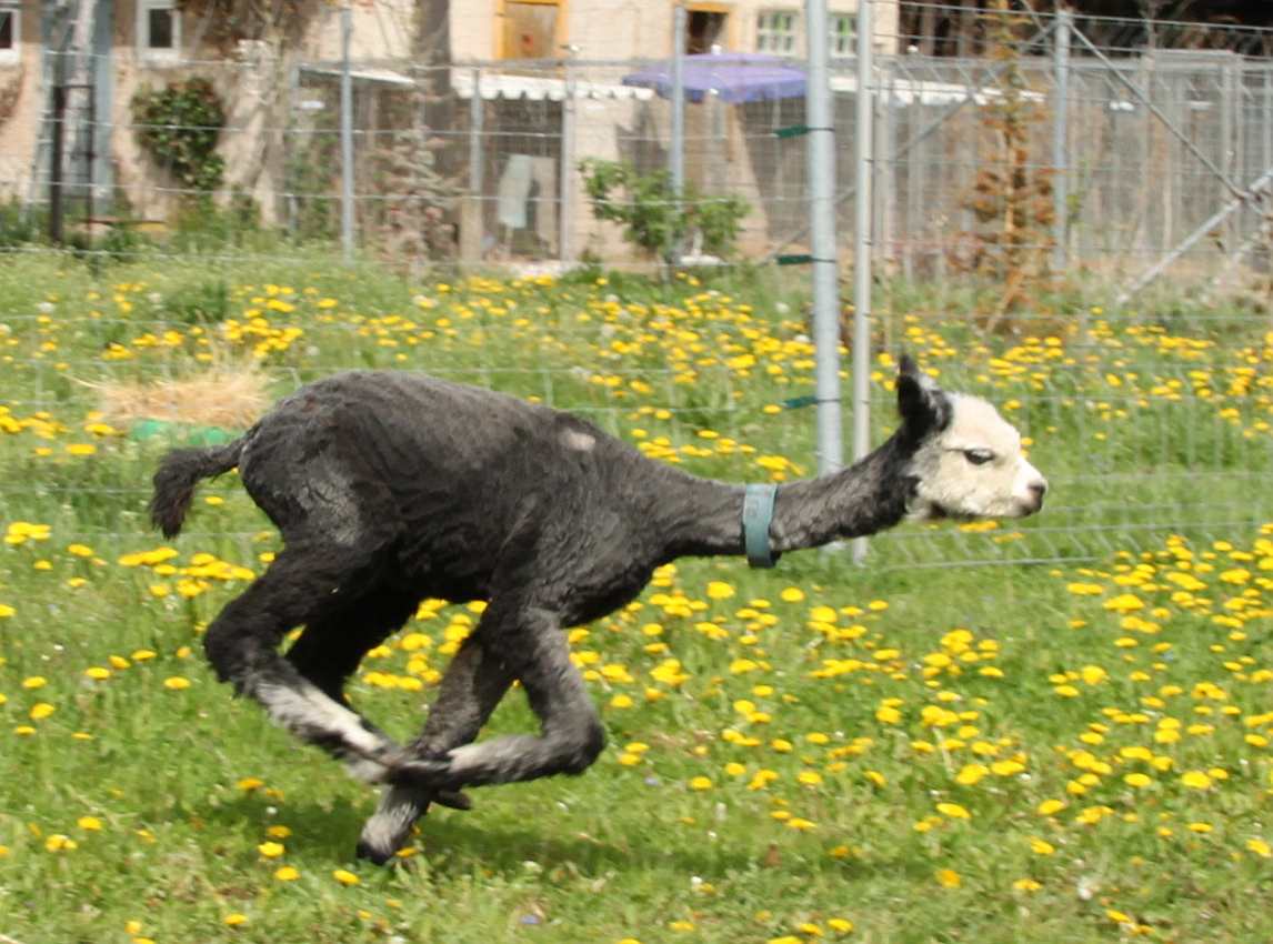 alpaca run quick.jpg