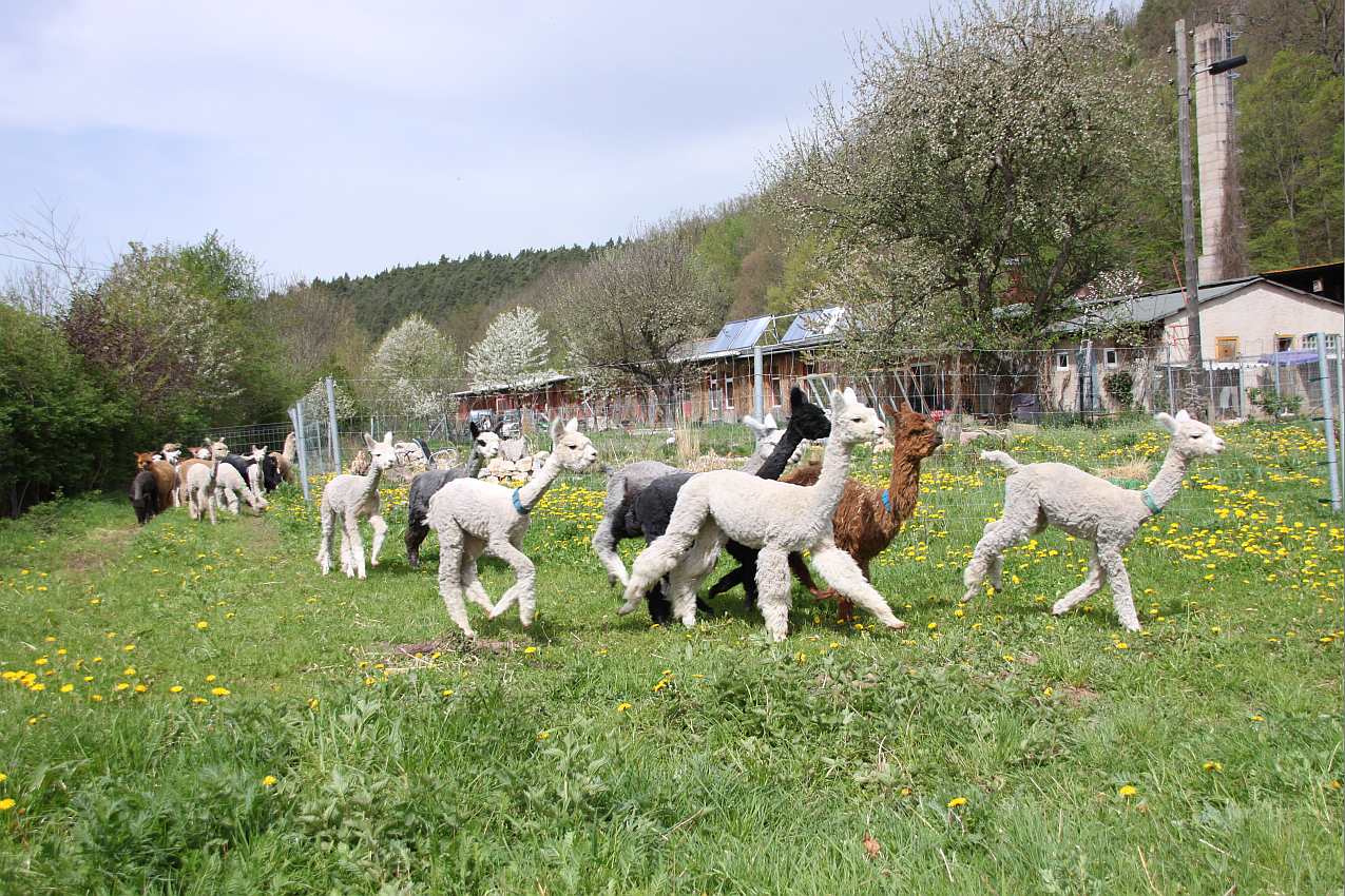 alpaka-herd-running.jpg