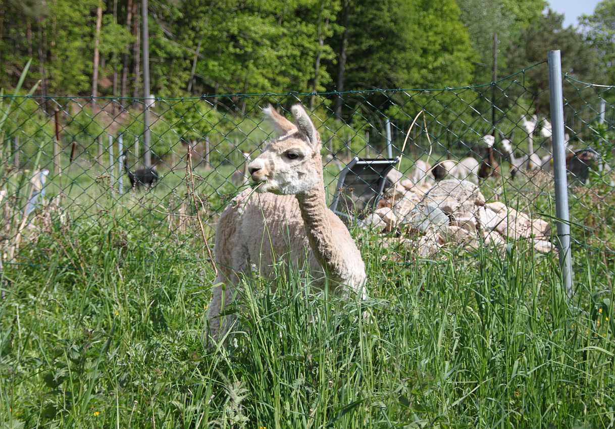 attention onlookers -alpacas.jpg