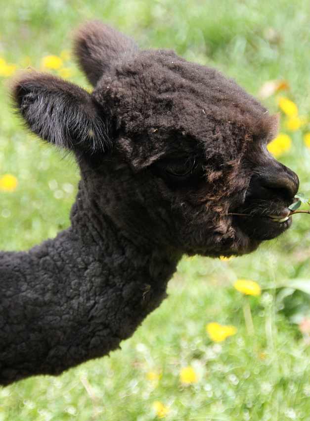 bay black nice alpaca young male.jpg