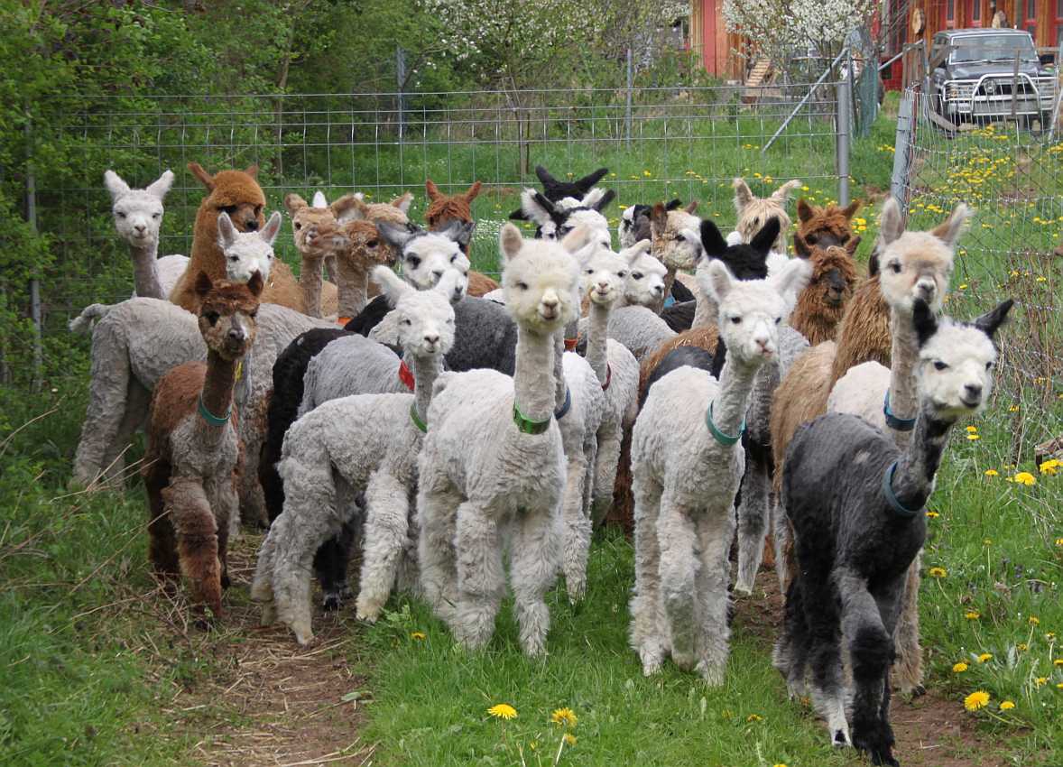 group alpacas.jpg