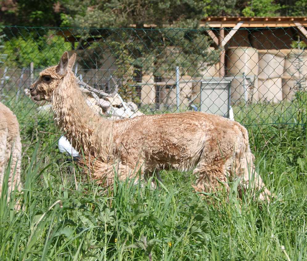 handshorn suri male -alpaka.jpg