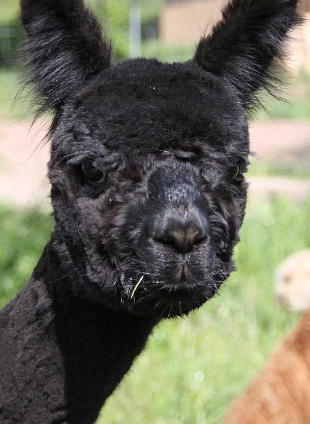 head SF MIB  male alpaca.jpg