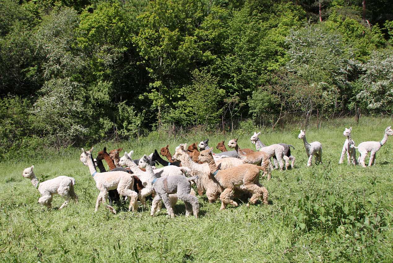 herd alpacas walking.jpg