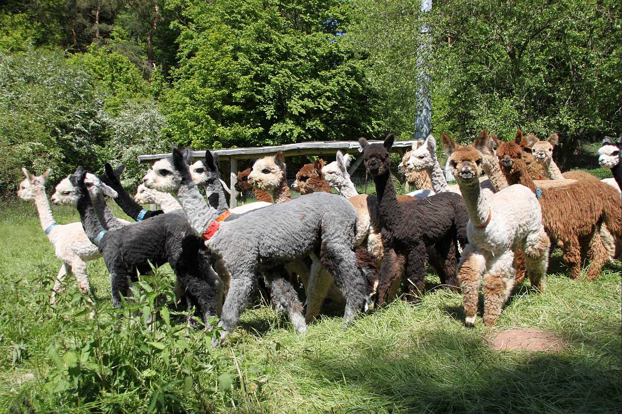 herd of alpacas.jpg