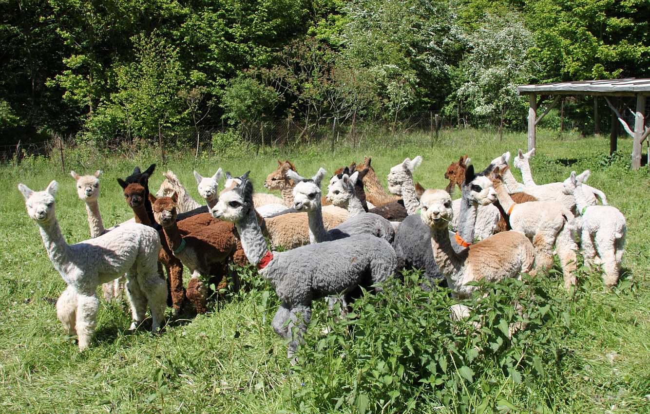 little alpaca herd.jpg