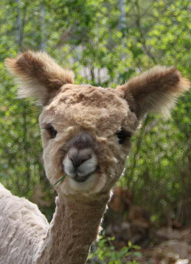 panda ears alpaca.jpg