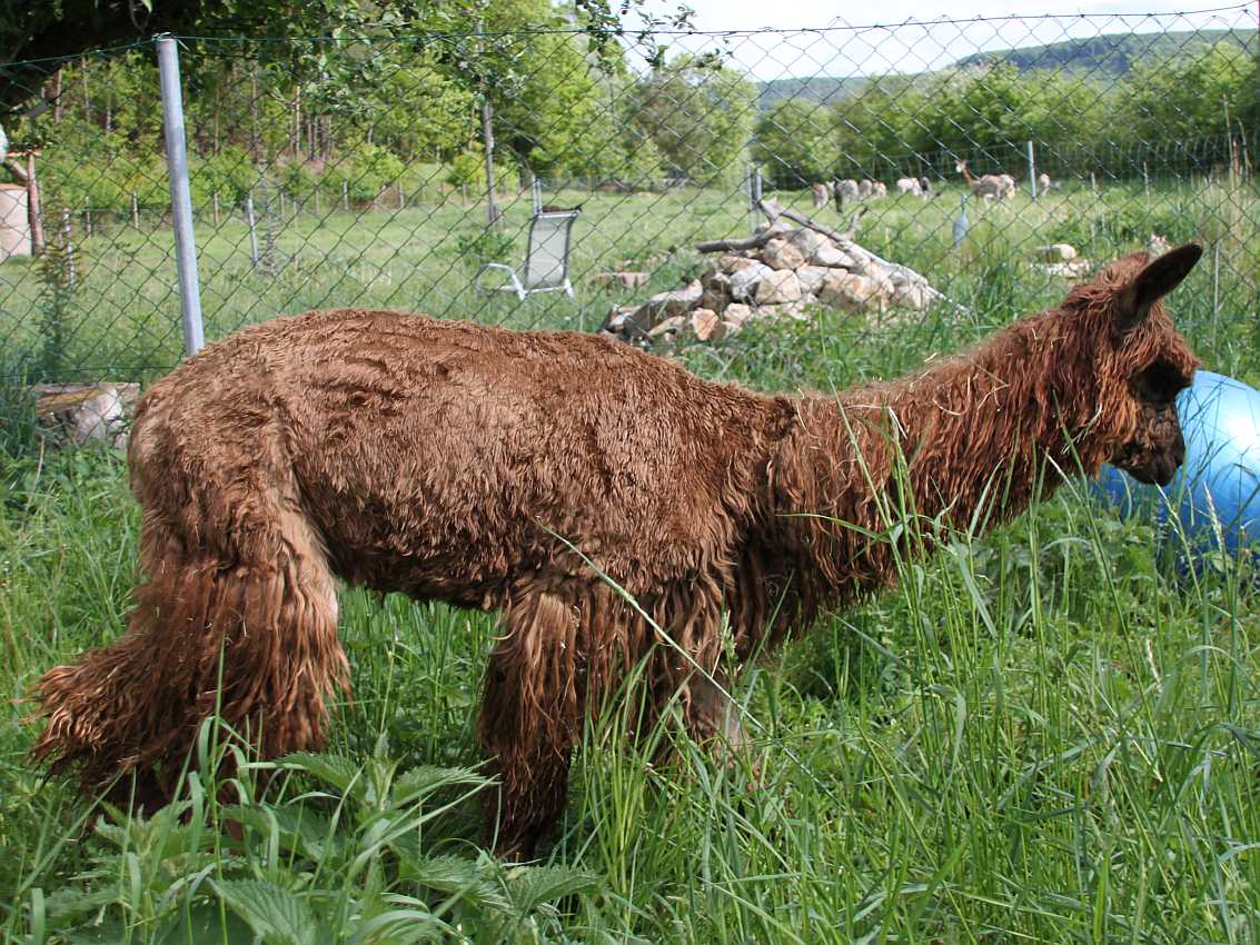 shorn suri male alpaca.jpg