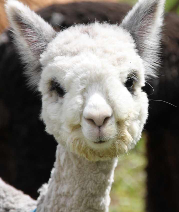 very nice alpaca.jpg