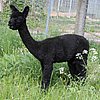 SF MIB- black alpaca male.jpg
