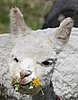 all cou can eat alpaca.jpg