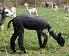 alpaca blach male for sale.jpg