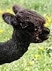 bay black nice alpaca young male.jpg