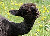 nice bay black alpaca.jpg