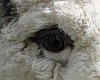 one alpaca eye.jpg