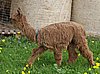 suri-alpaca-male-for-sale.jpg