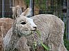 upcoming herdsire alpaca- fawn-half.jpg