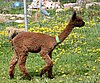 upcoming herdsire alpaca.jpg